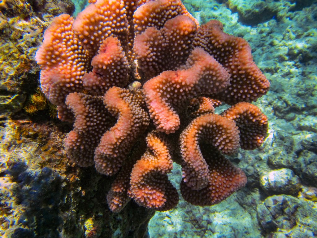 19-Coral at Michaelmas Cay, Great Barrier Reef.jpg